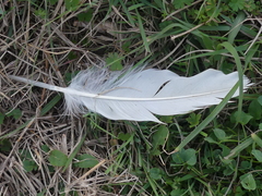 Pelecanus erythrorhynchos