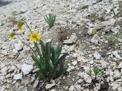 Senecio amplectens