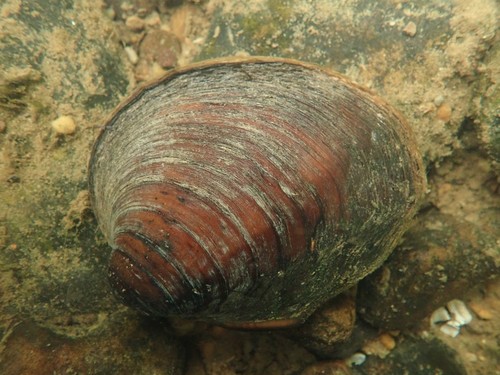 Pleurobema sintoxia