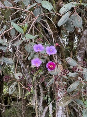 Andesanthus lepidotus