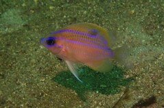 Mecaenichthys immaculatus