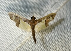 Gonocausta zephyralis