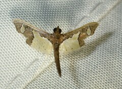 Gonocausta zephyralis