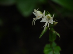 Habenaria foliosa