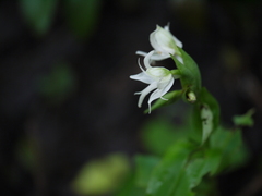 Habenaria foliosa