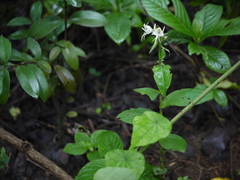 Habenaria foliosa