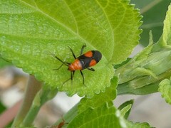 Trilaccus nigroruber