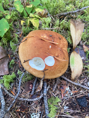 Russula decolorans