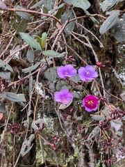 Andesanthus lepidotus