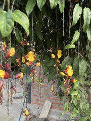 Thunbergia mysorensis