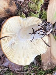 Russula decolorans