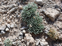 Chamaechaenactis scaposa