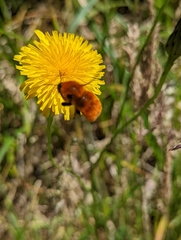 Bombus dahlbomii