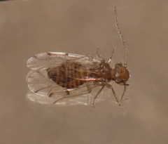 Ectopsocus meridionalis