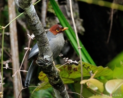 Pterorhinus treacheri