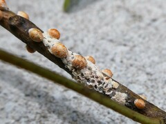 Eriococcus coriaceus