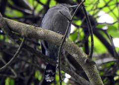Thamnophilus ambiguus