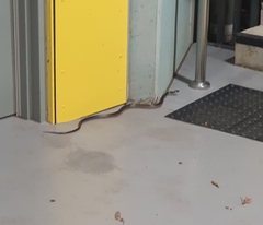 Serpentes
