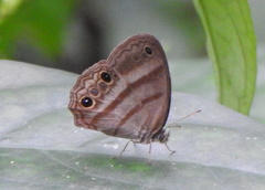 Cissia myncea
