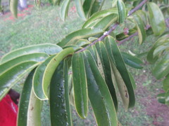 Annona