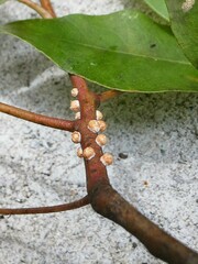 Eriococcus coriaceus