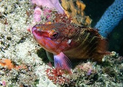 Hypoplectrodes maccullochi