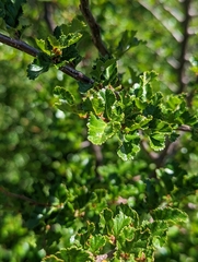 Nothofagus antarctica