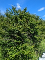 Nothofagus antarctica