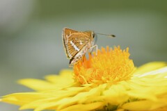 Taractrocera papyria