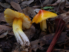 Hygrocybe acutoconica
