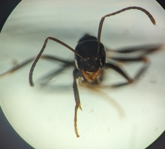 Prolasius nitidissimus