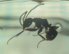 Prolasius nitidissimus