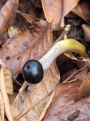 Tolypocladium longisegmentatum