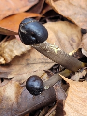 Tolypocladium longisegmentatum