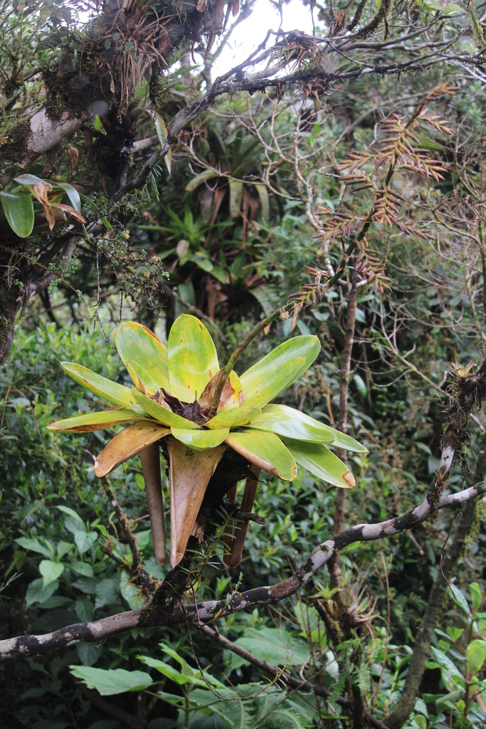 Cipuropsis singularis
