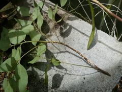 Eriococcus coriaceus