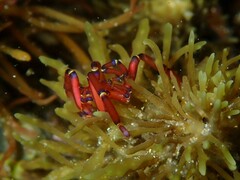 Anoplodactylus evansi