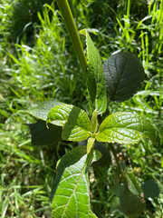 Phyllostegia brevidens