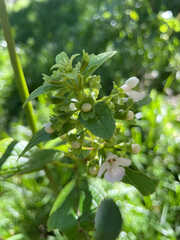 Phyllostegia brevidens