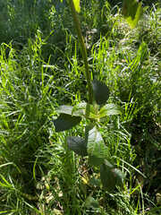 Phyllostegia brevidens