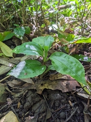 Goodyera rubicunda