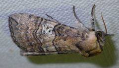 Tethea ocularis