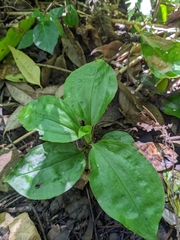 Goodyera rubicunda
