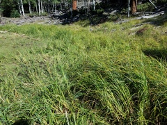 Carex atherodes