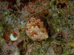 Phasianella ventricosa