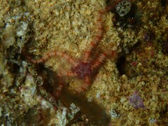 Ophiothrix caespitosa