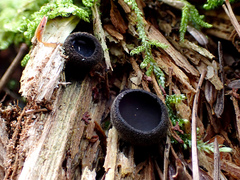 Pseudoplectania nigrella