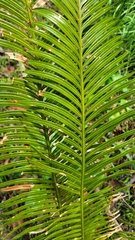 Cycas
