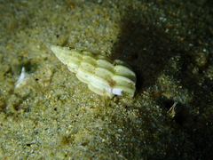 Opalia australis