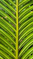 Cycas